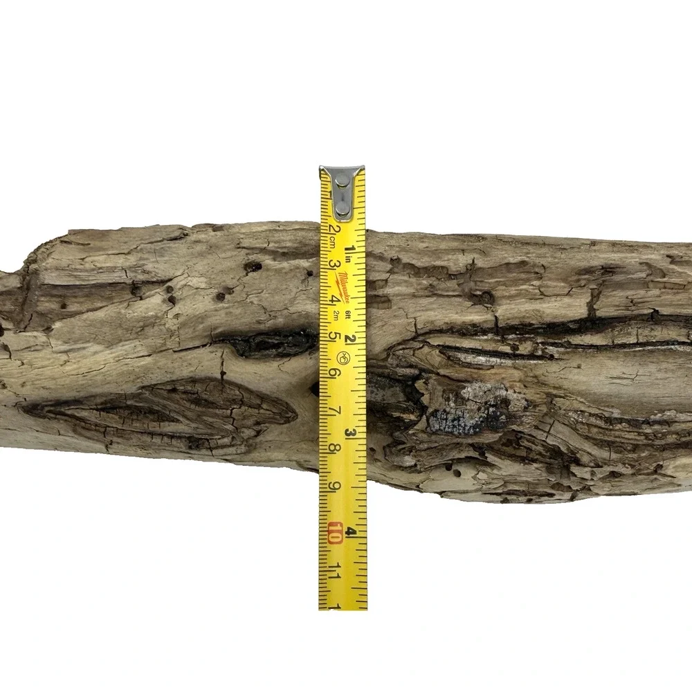 California Coast Driftwood Log – Sculpted Erosion Cavities 14” Natural